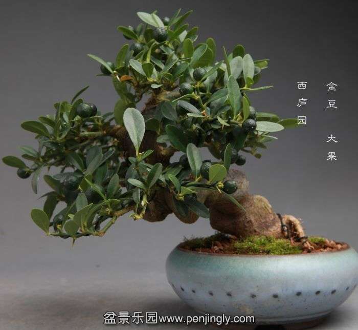 bonsai14100916.jpg