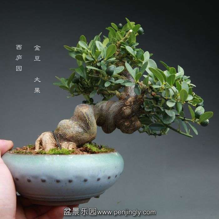 bonsai14100915.jpg