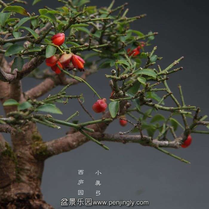 bonsai14100919.jpg