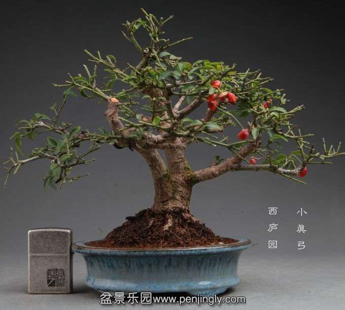 bonsai14100918.jpg