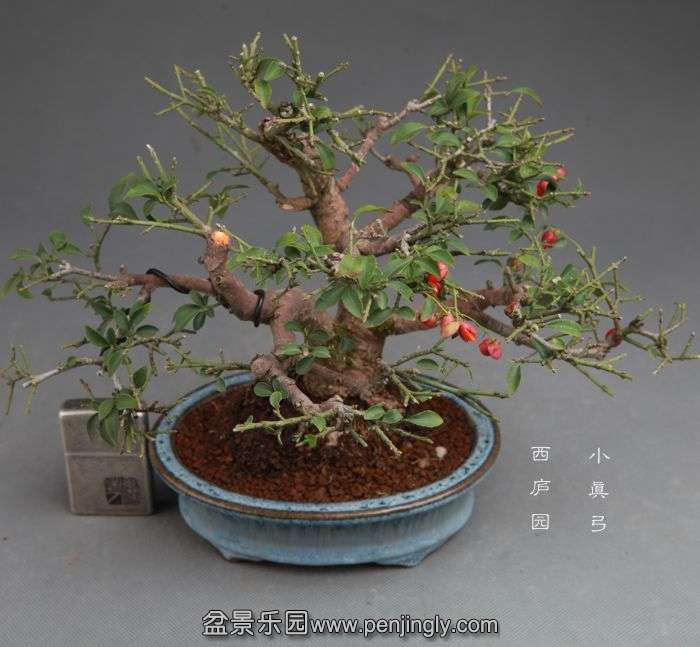 bonsai14100920.jpg