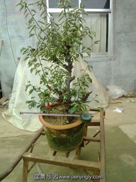  ÷_ֻľ_ٶ_imgsrc.baidu.com_7_(2).jpg