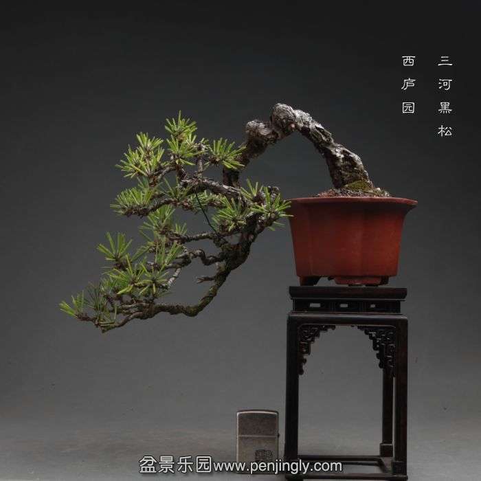 bonsai1410111.jpg