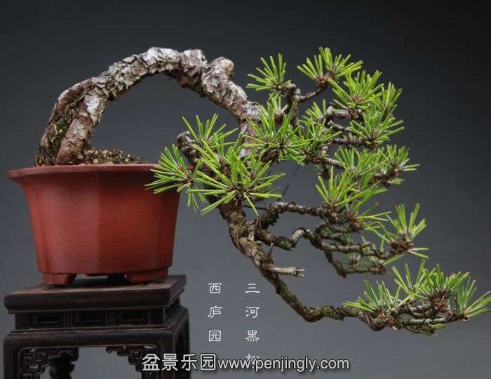 bonsai1410114.jpg