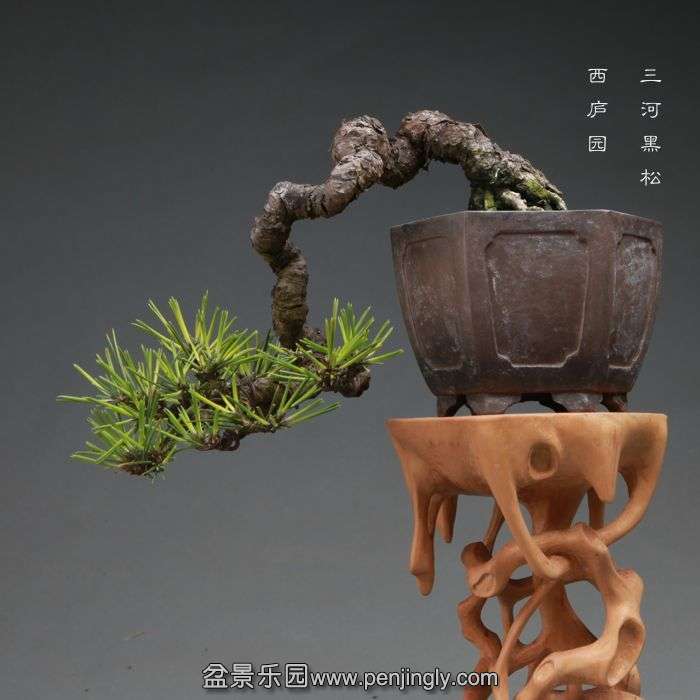 bonsai1410115.jpg