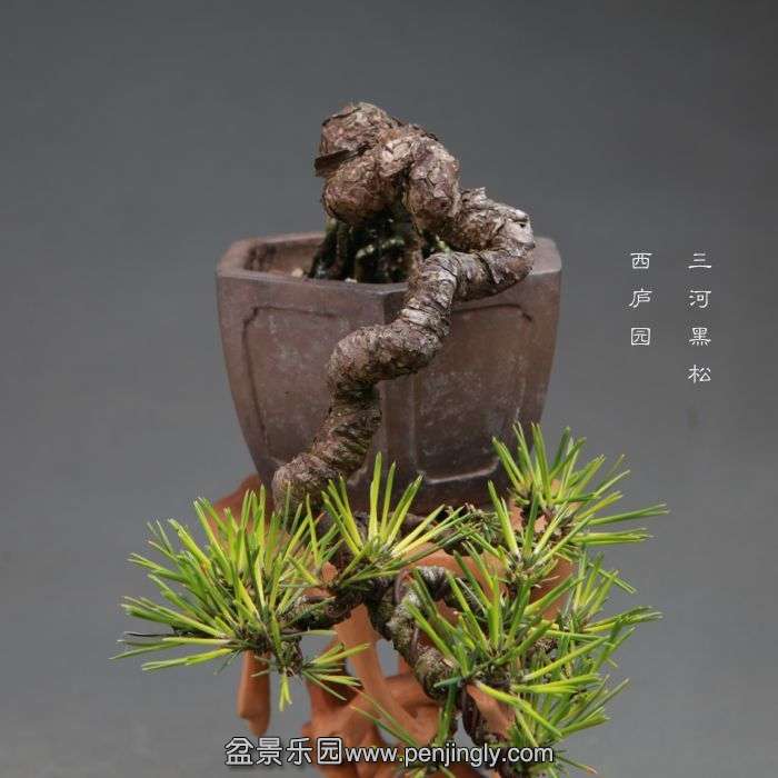 bonsai1410117.jpg