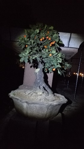 IMG_20141007_193631.jpg