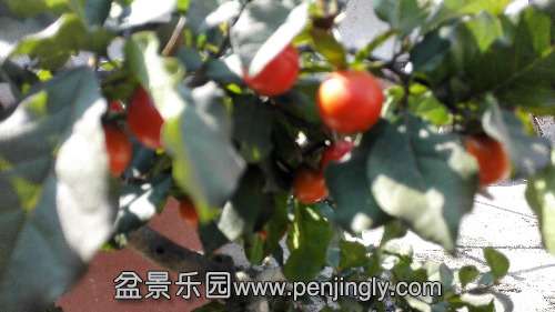 IMG_20141008_120823.jpg