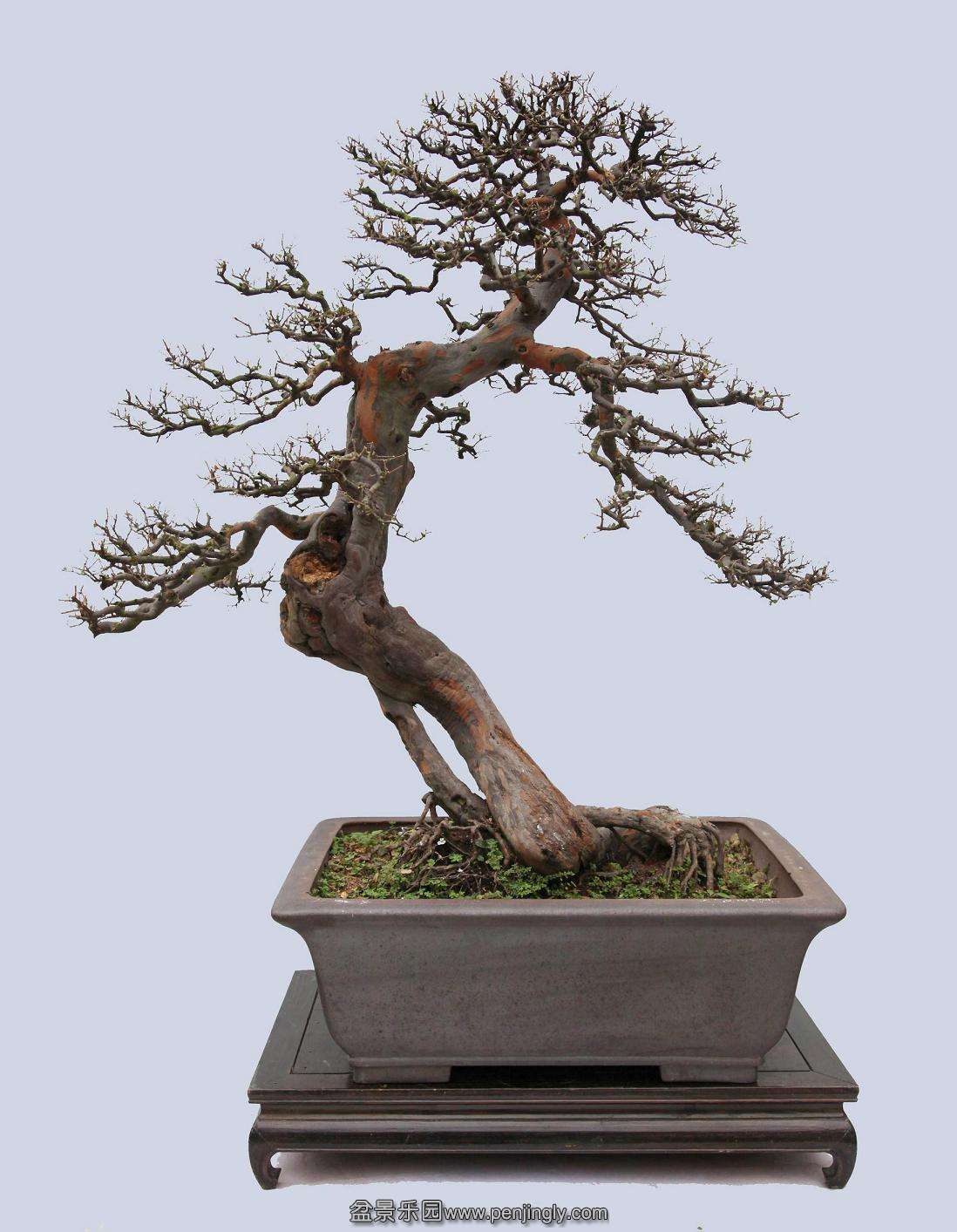 :  ˪  :80x83cm