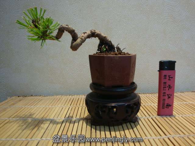 DSC09206.JPG