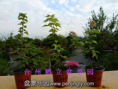 P1090822_.jpg