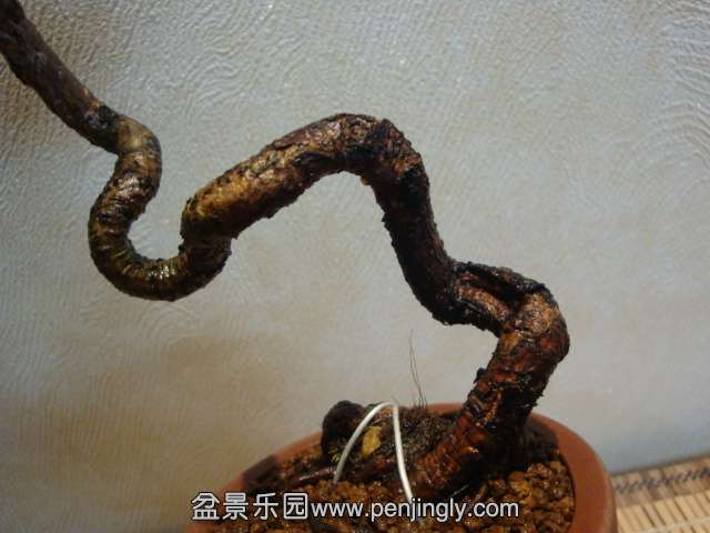 DSC09229.JPG