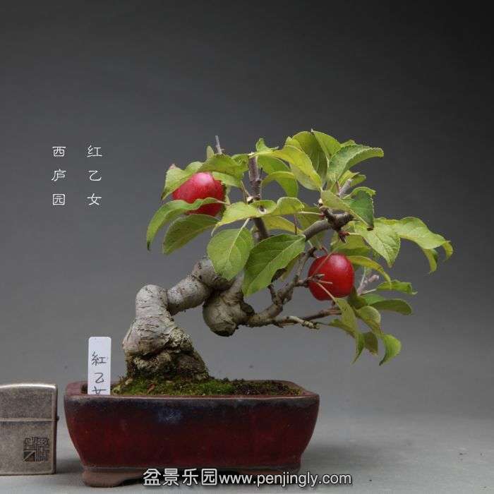 bonsai14101701.jpg