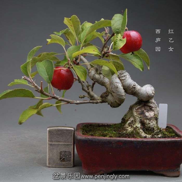 bonsai14101703.jpg