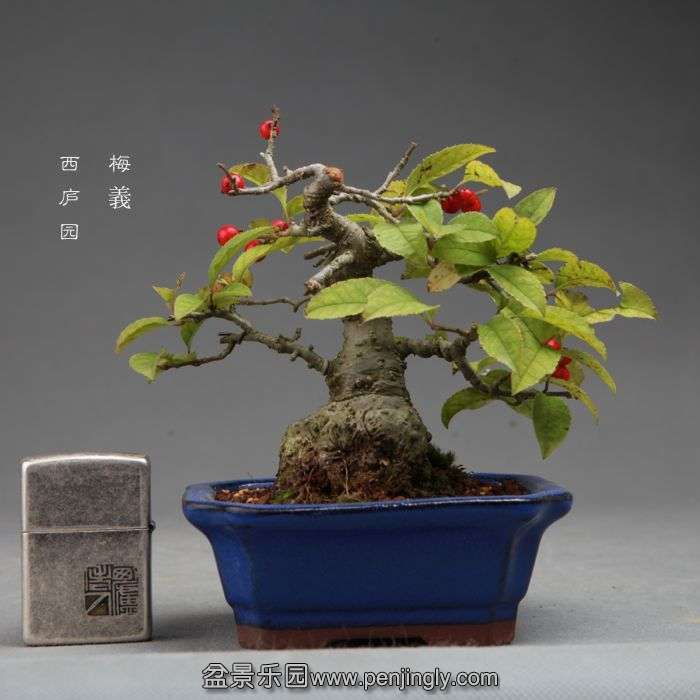 bonsai14101704.jpg