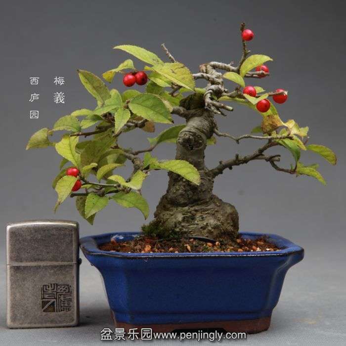 bonsai14101705.jpg