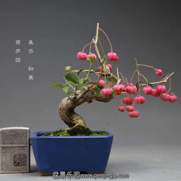 bonsai14101706.jpg