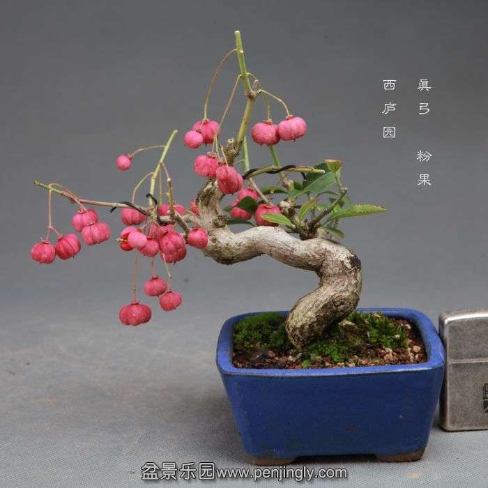 bonsai14101709.jpg