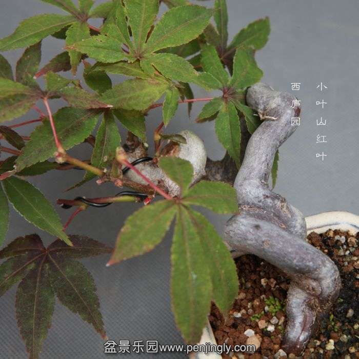 bonsai14101711.jpg