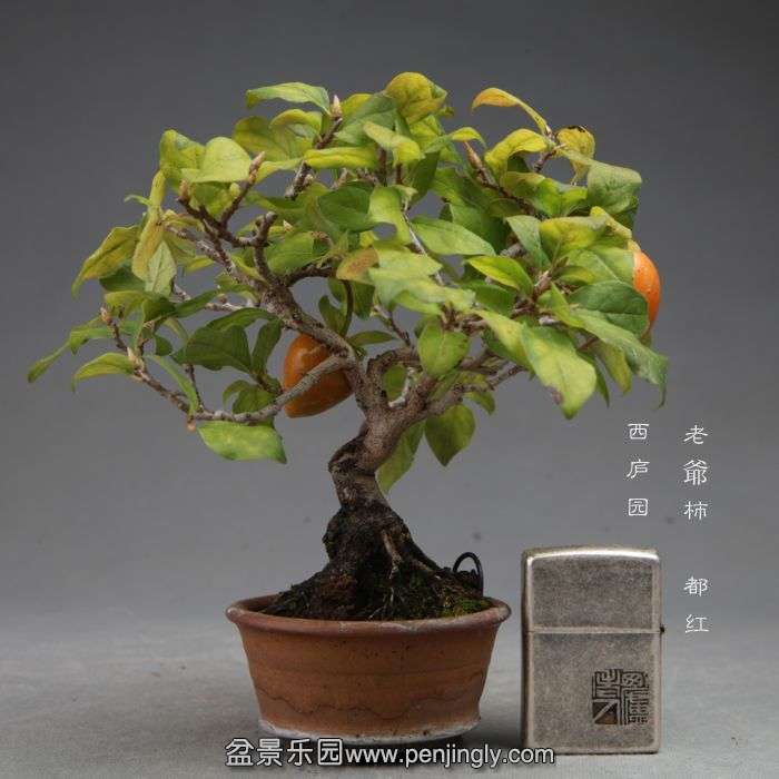 bonsai14101713.jpg