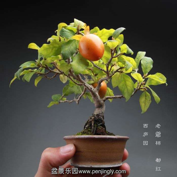 bonsai14101714.jpg