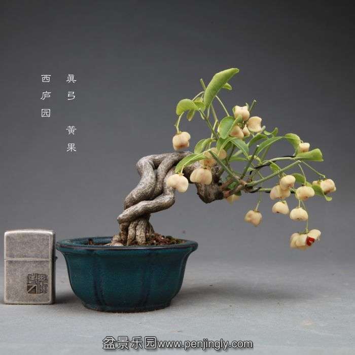 bonsai14101715.jpg