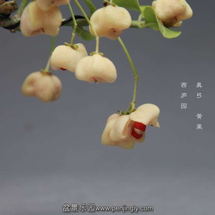 bonsai14101716.jpg