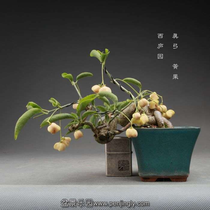 bonsai14101721.jpg
