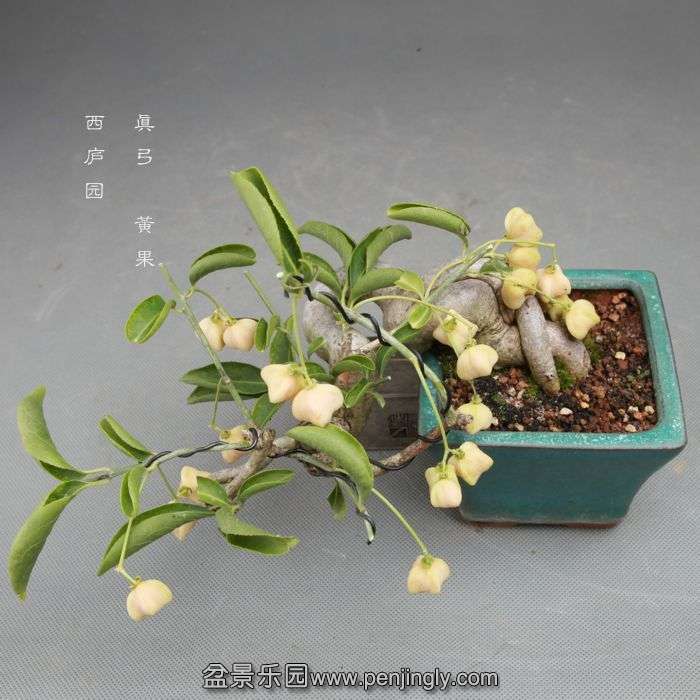 bonsai14101722.jpg