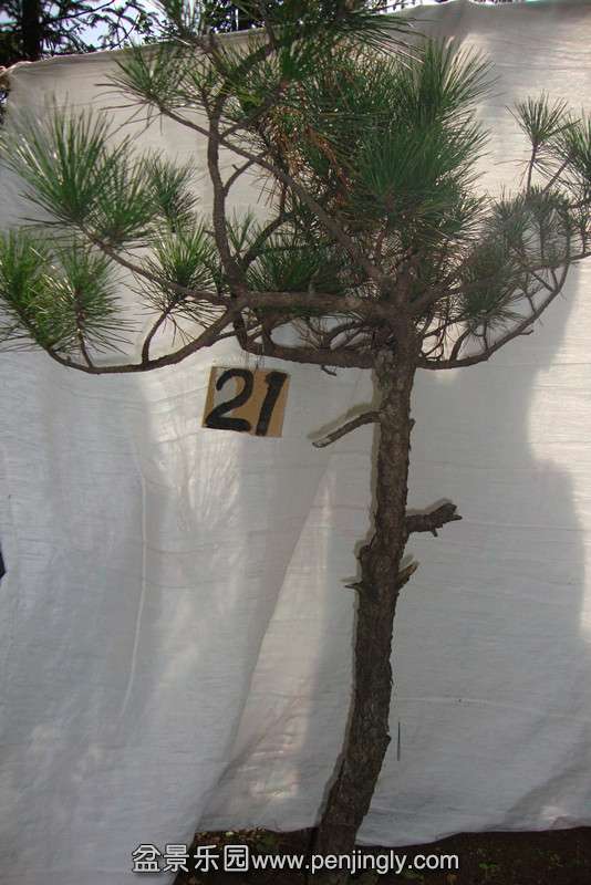 DSC02800_.jpg