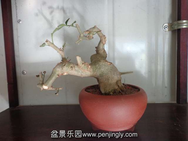 DSC00378.JPG