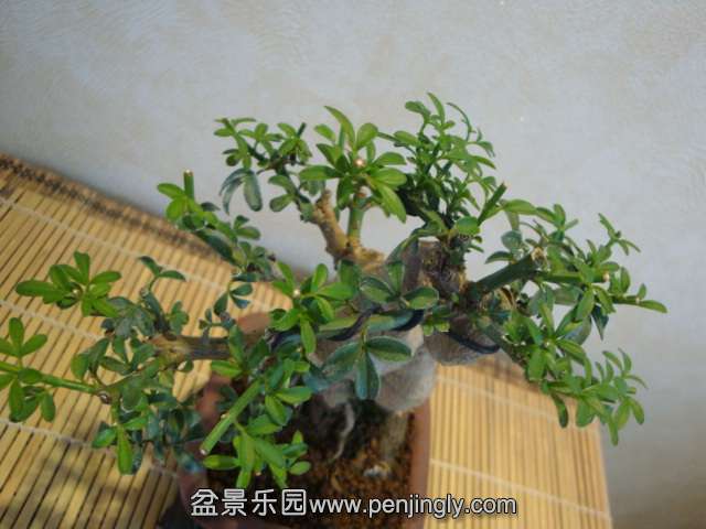 DSC09158.JPG