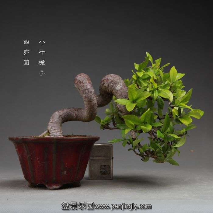 bonsai14101901.jpg