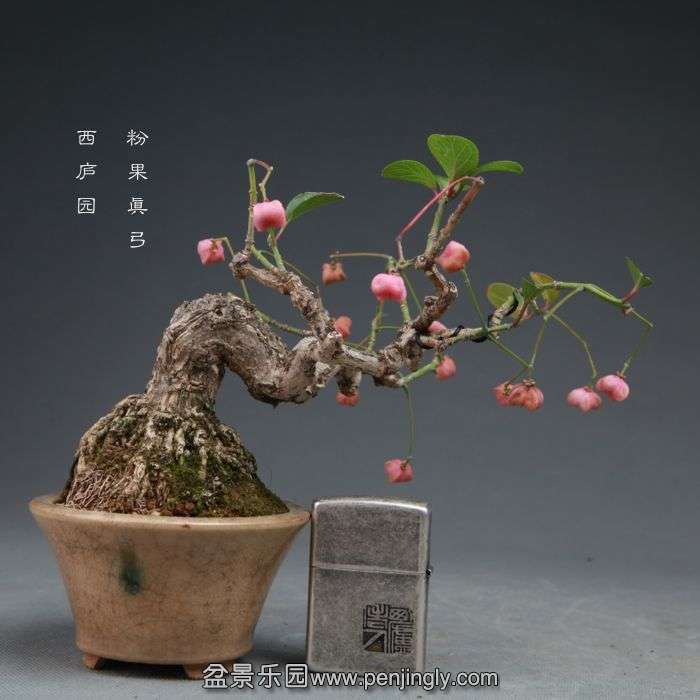 bonsai14101909.jpg
