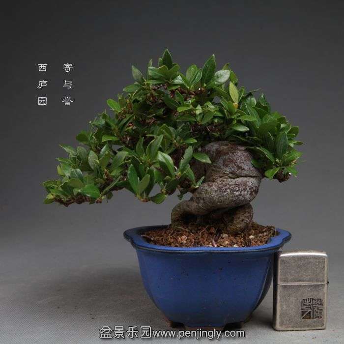 bonsai14101906.jpg