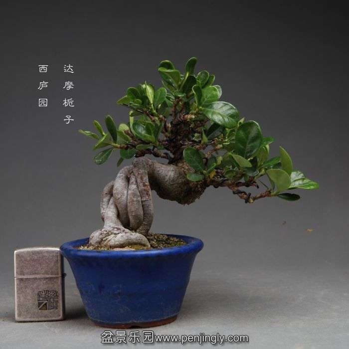 bonsai14101903.jpg