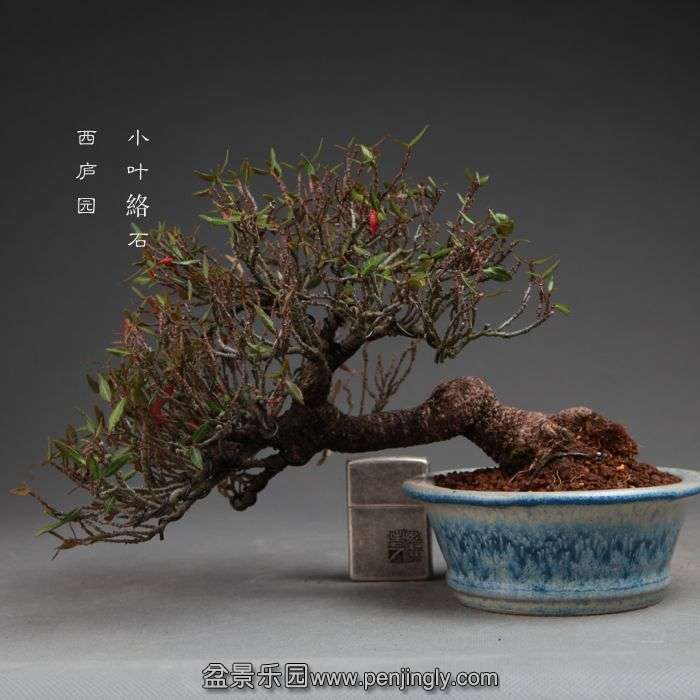 bonsai14101915.jpg