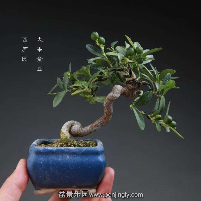 bonsai14101912.jpg