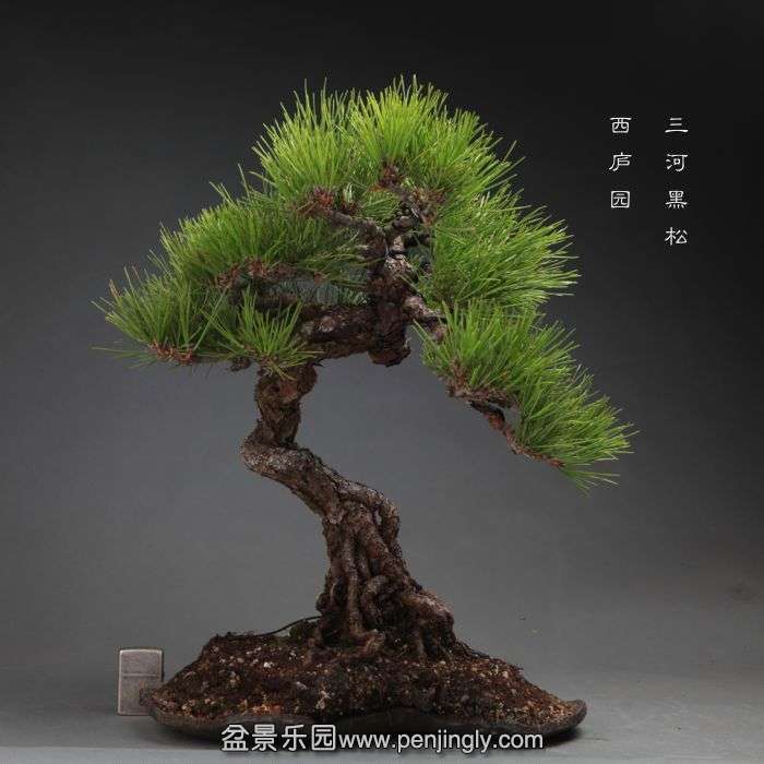 bonsai14101918.jpg