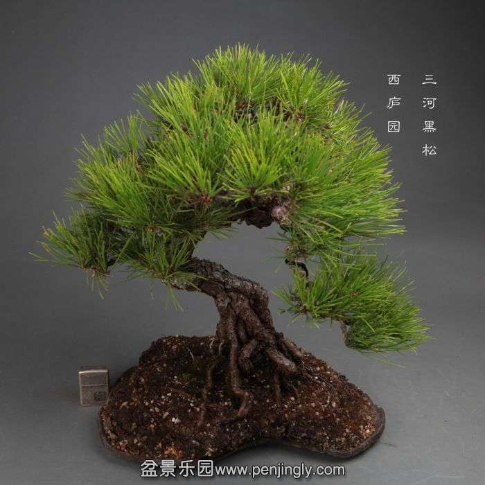 bonsai14101919.jpg