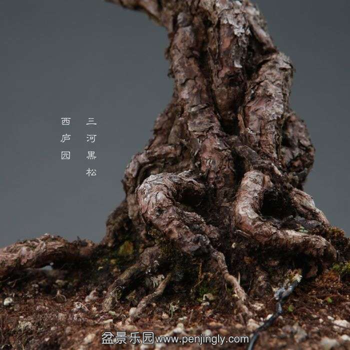 bonsai14101920.jpg