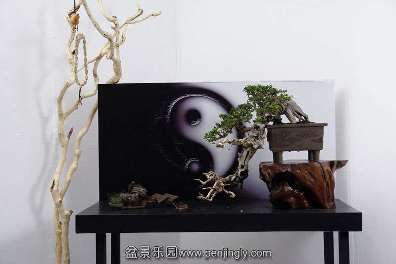 HR_002Bonsai.JPG