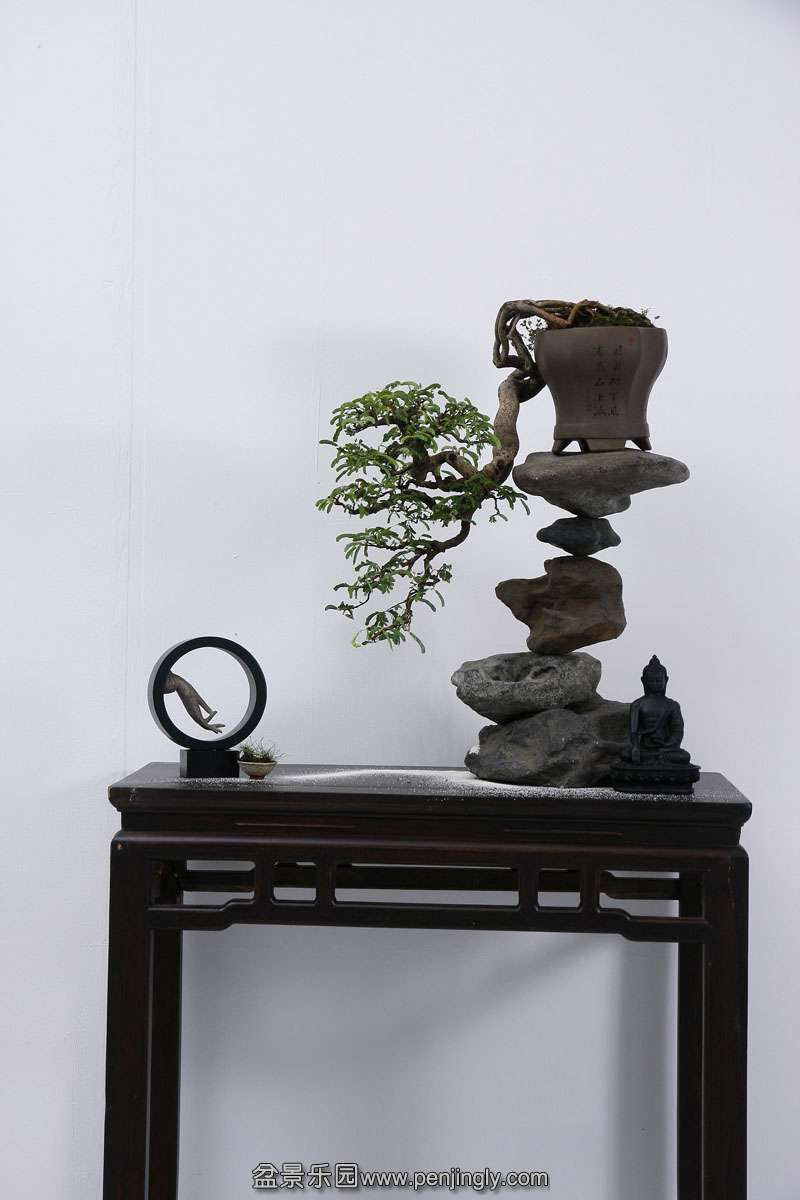 HR_003Bonsai.JPG