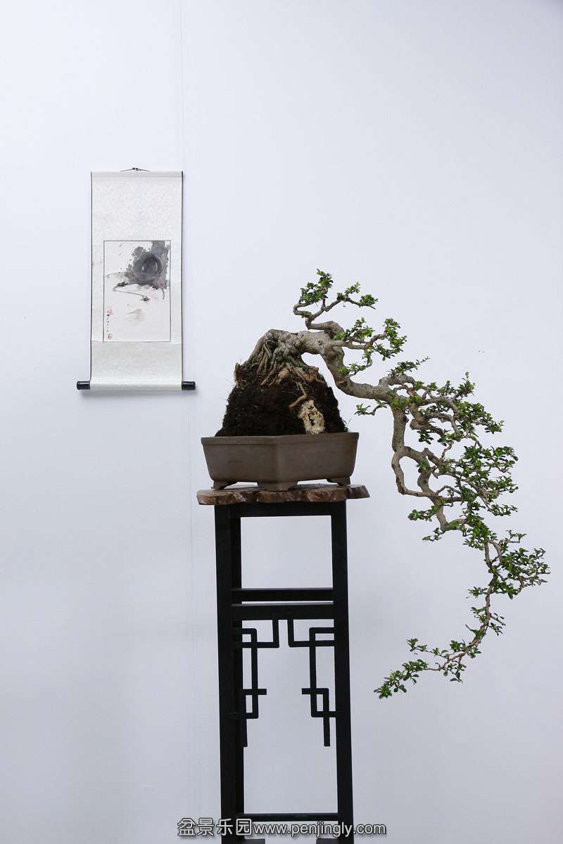 HR_004Bonsai.JPG