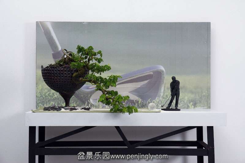 HR_005Bonsai.JPG