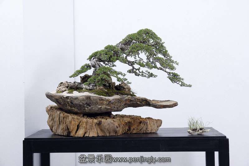 HR_006Bonsai.JPG