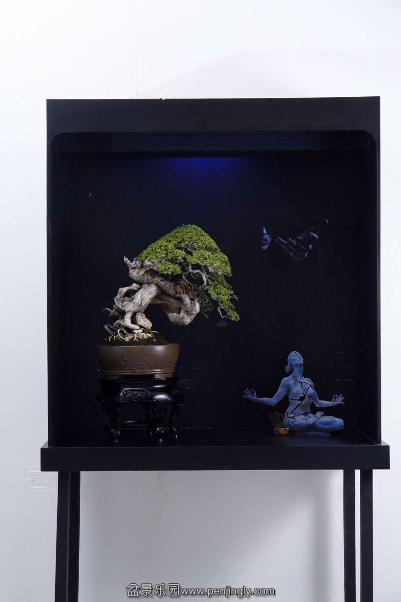 HR_007Bonsai.JPG