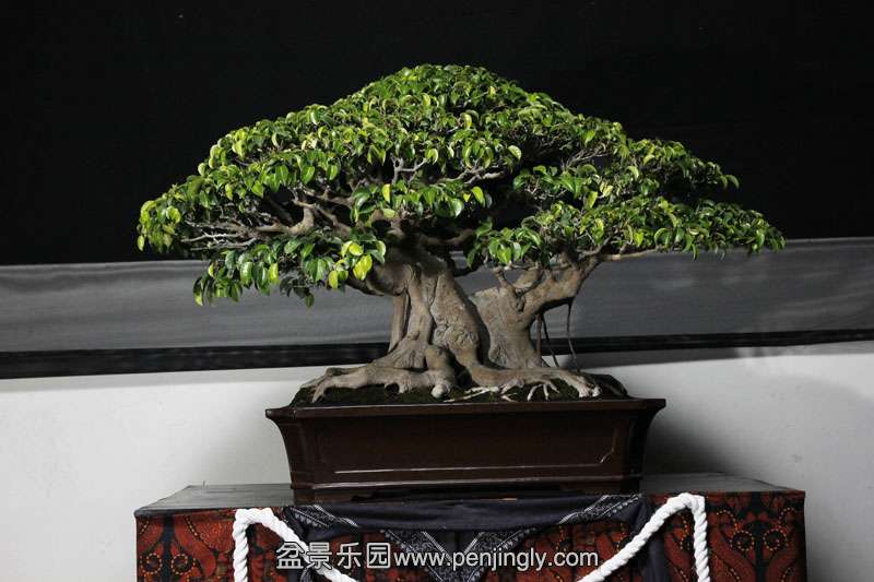 HR_008Bonsai.JPG