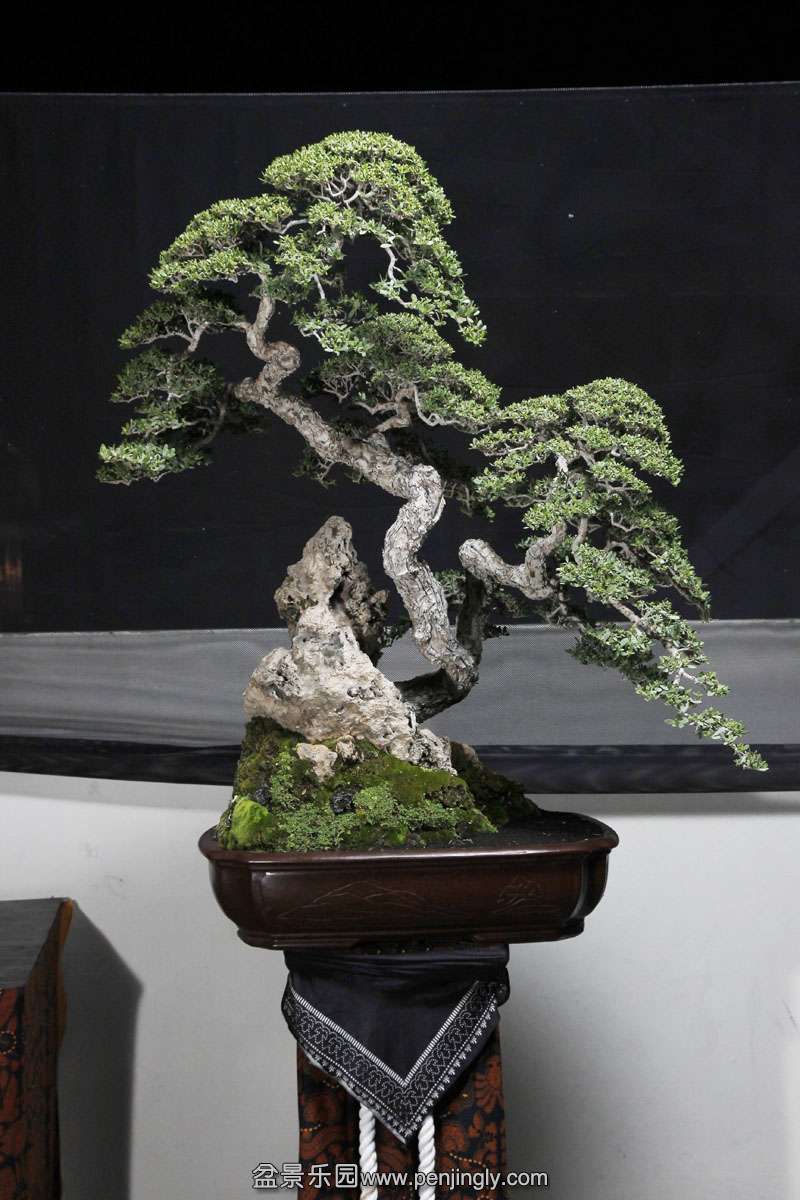 HR_009Bonsai.JPG