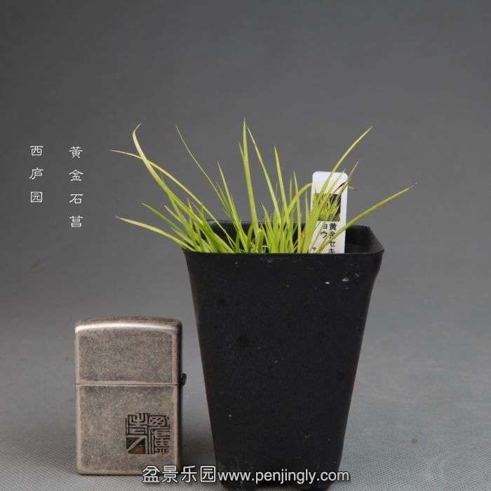 bonsai14102114.jpg